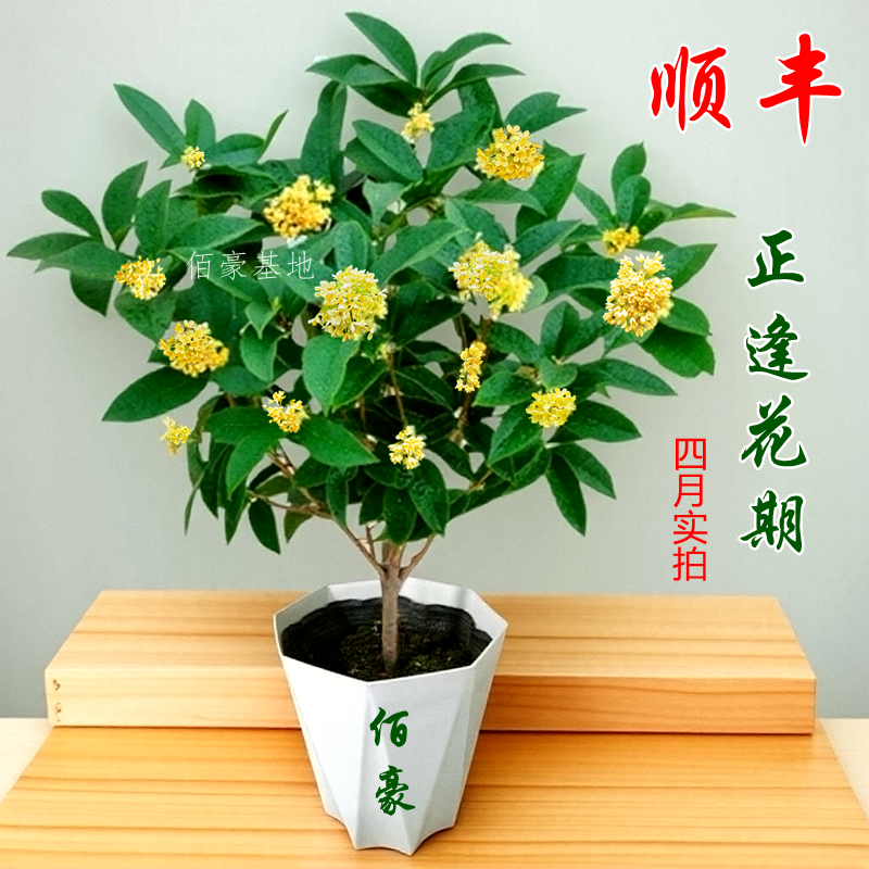 四季桂花盆栽花开带香味室内植物阳台福建花卉庭院办公室花期超长