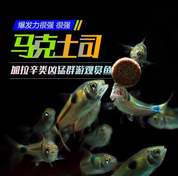 马克吐司小型鱼苗加拉辛猛鱼新手小白可混养群游