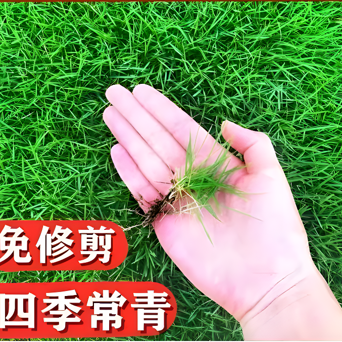 耐寒耐旱草坪种子四季青免修剪绿化草皮草籽庭院别墅护坡草种子