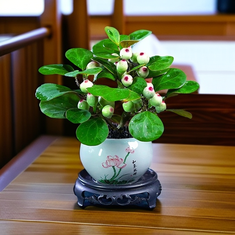 小盼菩提盆栽植物可结果室内花四季常绿客厅茶几禅意盆景桌面绿植