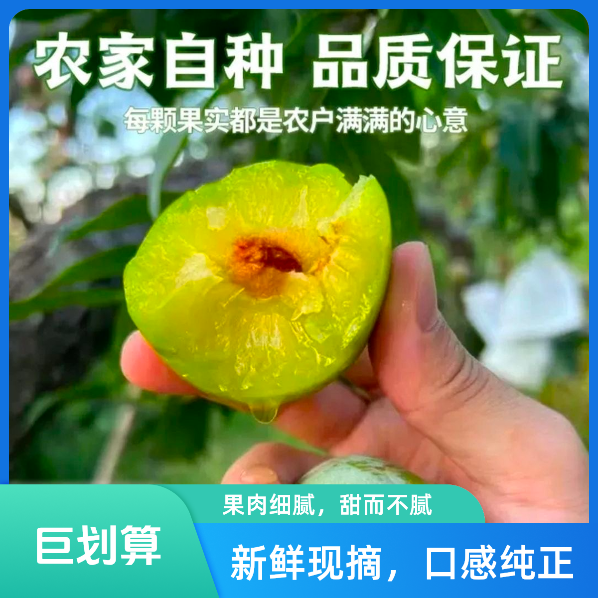 奈李脆甜油奈李新鲜水果树上熟应季美味