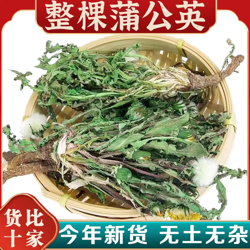 蒲公英正品新鲜蒲公英整根官方旗舰店泡水喝天然茶干草婆婆丁