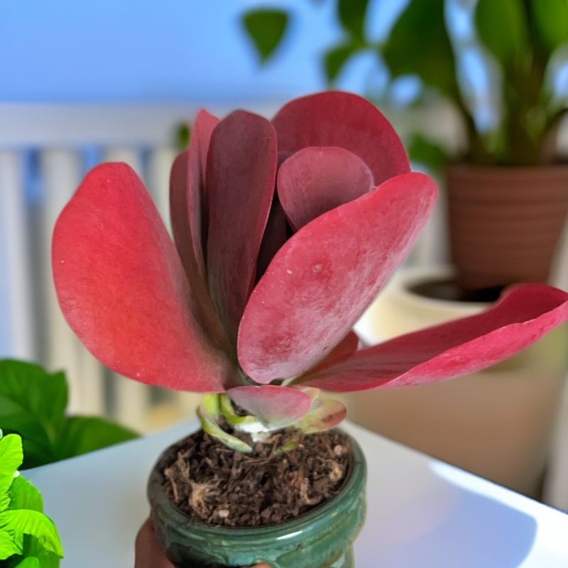 12# 唐印多肉盆栽精品多肉基地直发