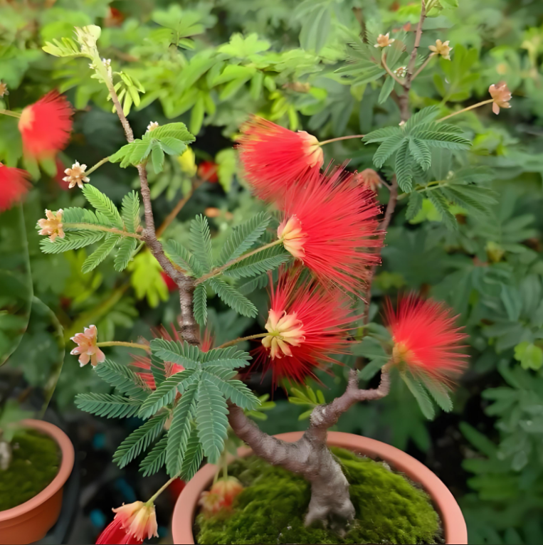 中国红姬合欢原生多季开花适合办公室阳台庭院的绿植盆栽