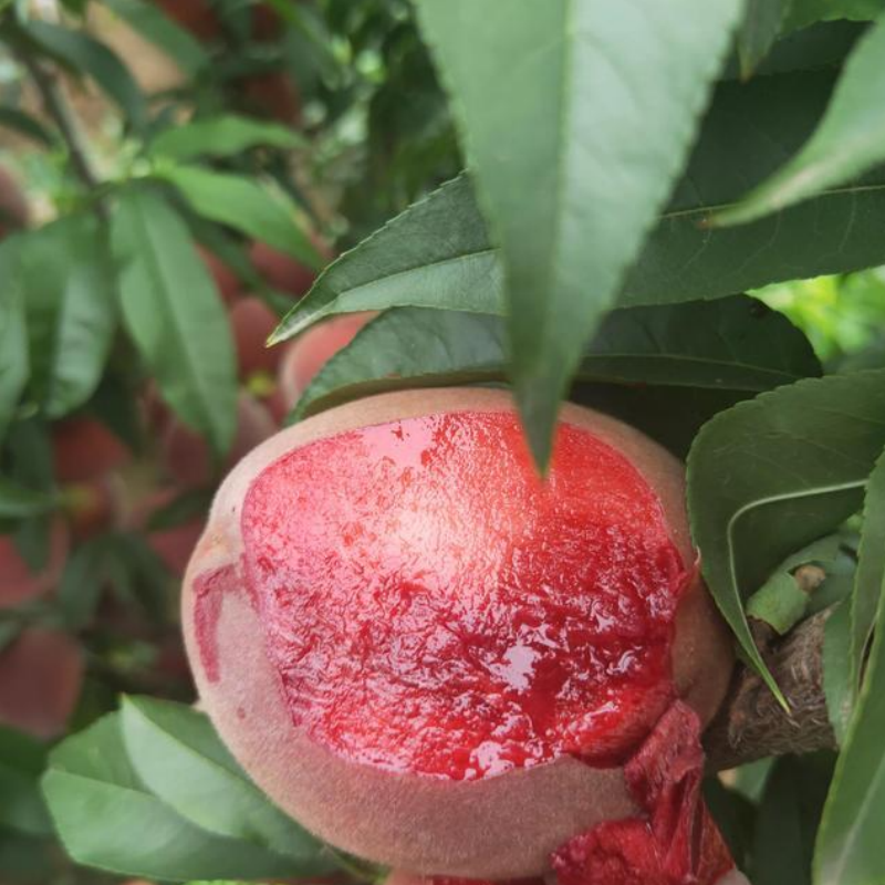 大果红袍血桃树苗嫁接早熟新品种超甜南北方种植盆栽地栽庭院种植