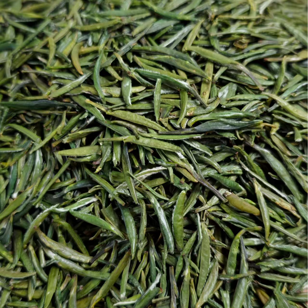 金宝山雀舌(绿茶)