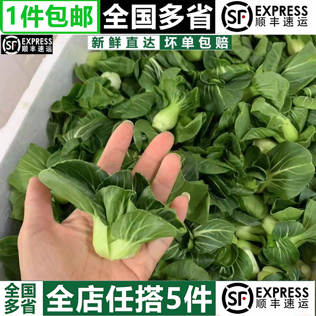 顺丰包邮宁夏新鲜农家蔬菜上海青小青仔油菜软糯清甜当季矮脚青菜