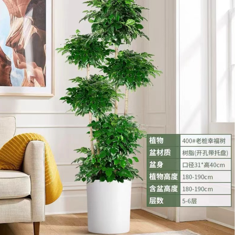 十年五层造型幸福树室内绿植绿宝大盆栽网红家居绿植开业乔迁送礼