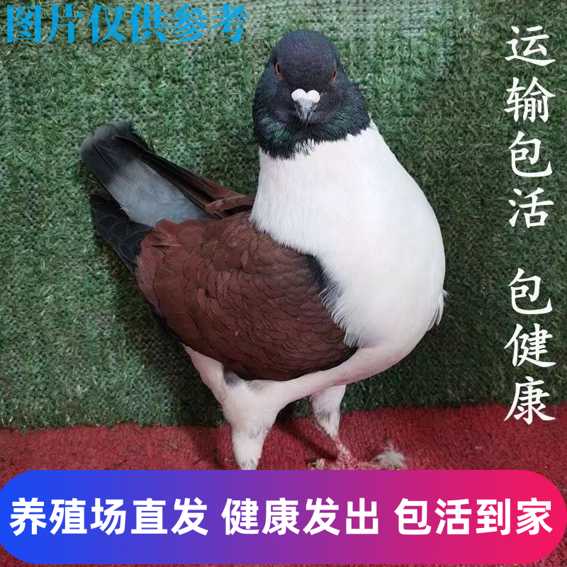 活体摩登那鸽子观赏鸽肉鸽三色摩登那种鸽散养宠物鸽摩登种鸽一对