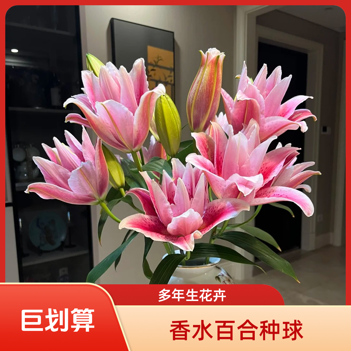 重瓣香水百合种球花卉耐寒多年生南北方室外阳台庭院四季植物浓香