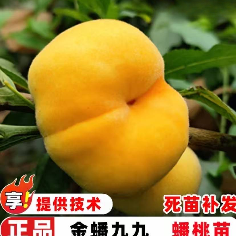 蟠桃树果苗嫁接金蟠九九蟠桃树苗早熟99号蟠桃苗南北方庭院盆地栽