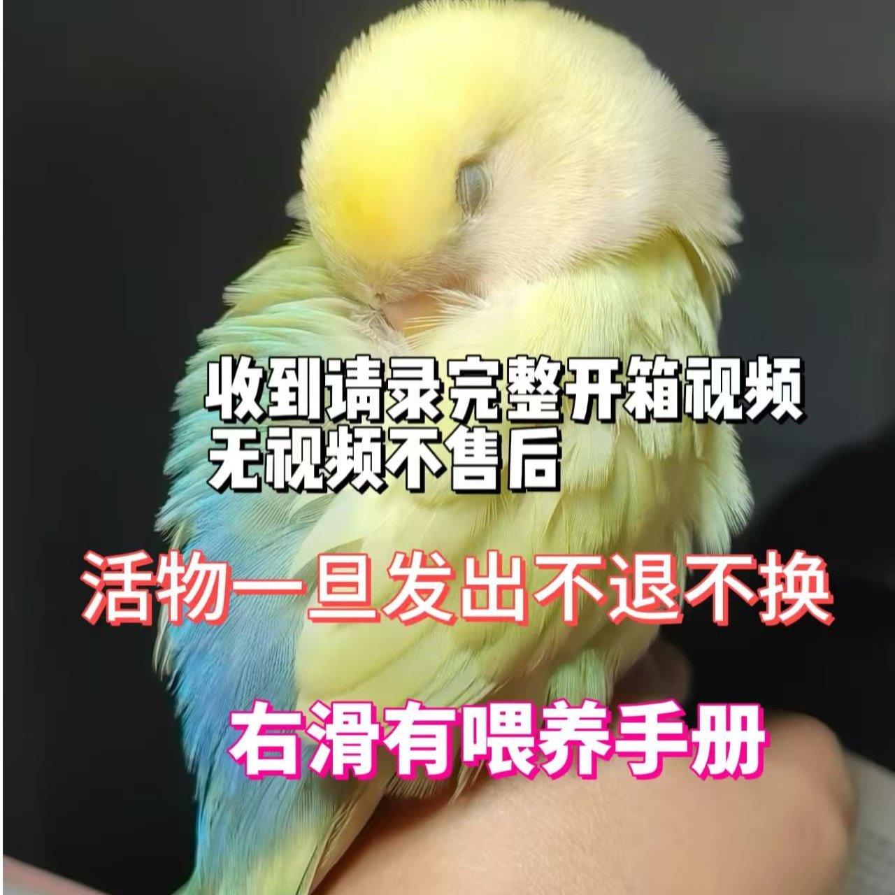 手养可爱亲人牡丹鹦鹉半毛雏鸟