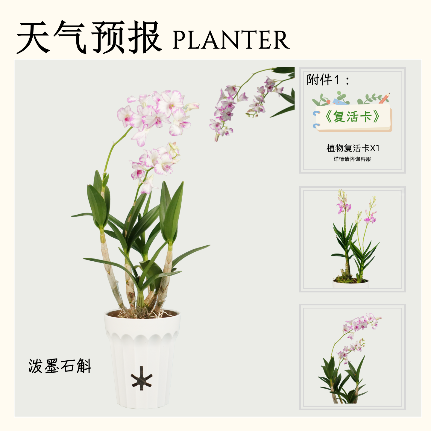 【水晶石斛】泼墨石斛兰四季开花花期长适合室内盆栽花卉绿植