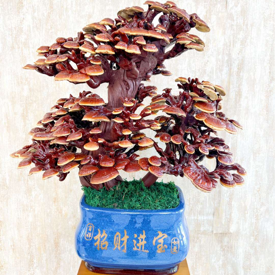 【直播专享】灵芝盆景一物一拍乔迁开业送礼家居摆放自带祥瑞纯手工