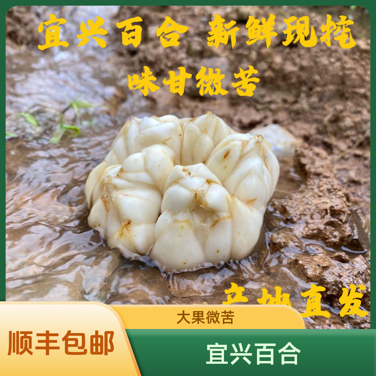 《小鑫推荐》大果5斤2025年新鲜现挖正宗宜兴大百合微苦5斤14个左右