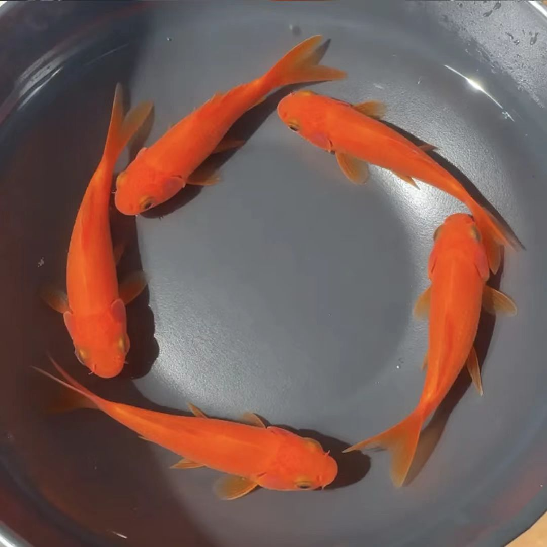 深水淡水冷水红金鱼血鹦鹉红鹦鹉水族造景