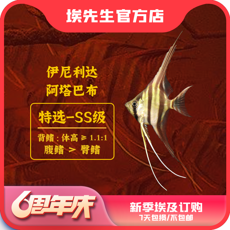 六周年庆新季埃及神仙鱼伊尼阿塔6只以上订购（入缸7天包损不包邮）