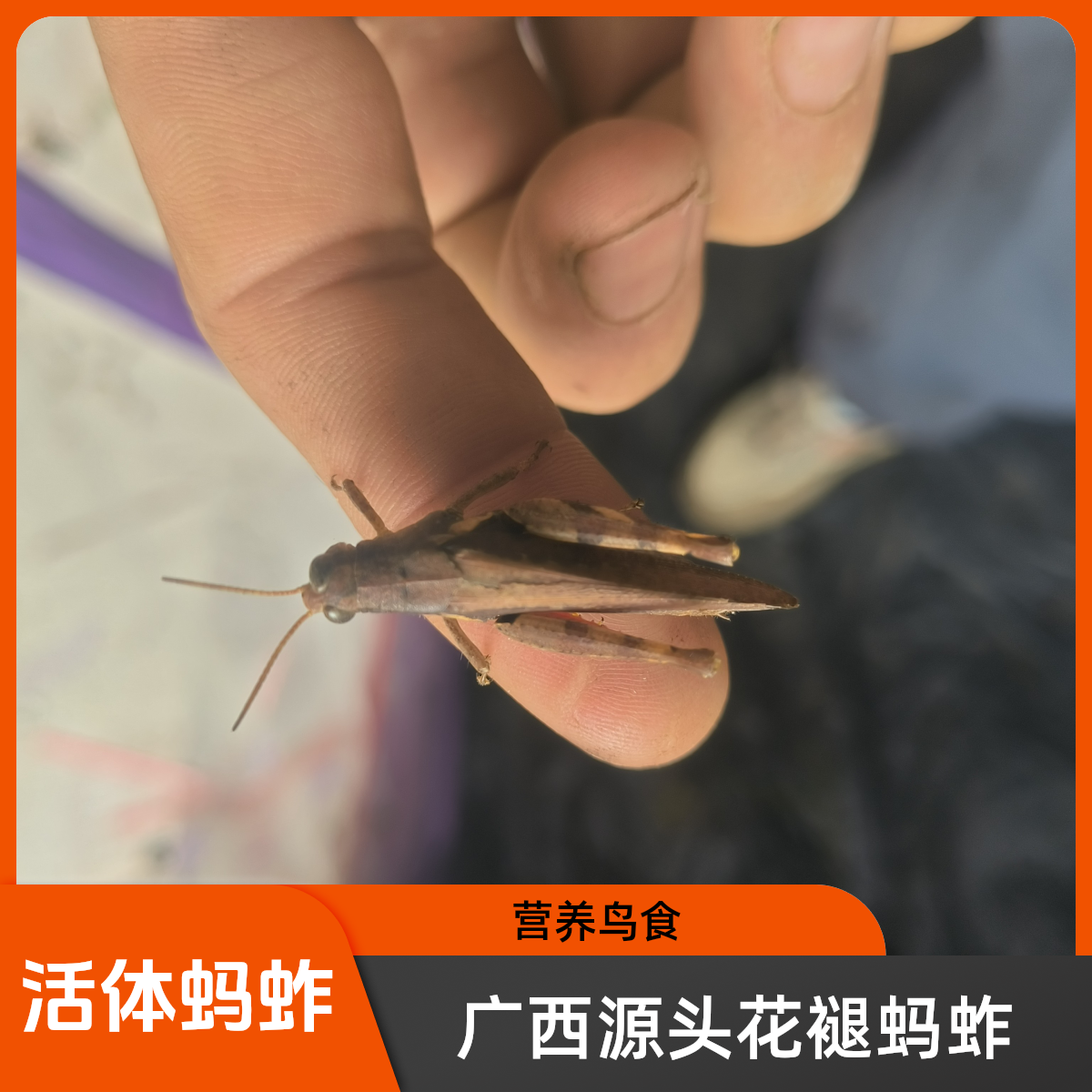 大只花腿蚂蚱母活体昆虫高营养鸟食饲料耐养适合画眉鸟等鲜活
