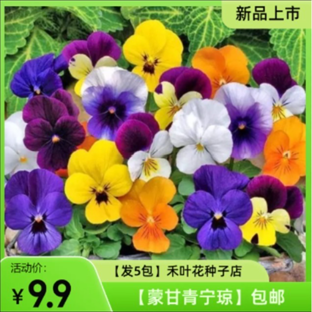 【发5包】 三色堇种子 四季易种庭院盆栽花卉花种籽子蝴蝶花