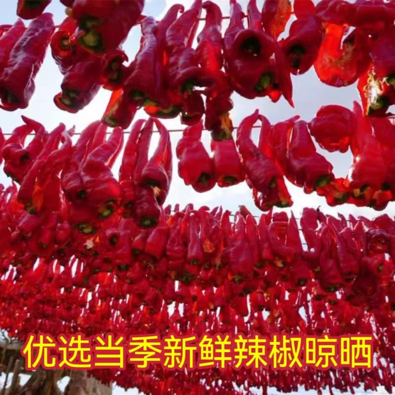 新疆头茬精挑多肉辣皮子