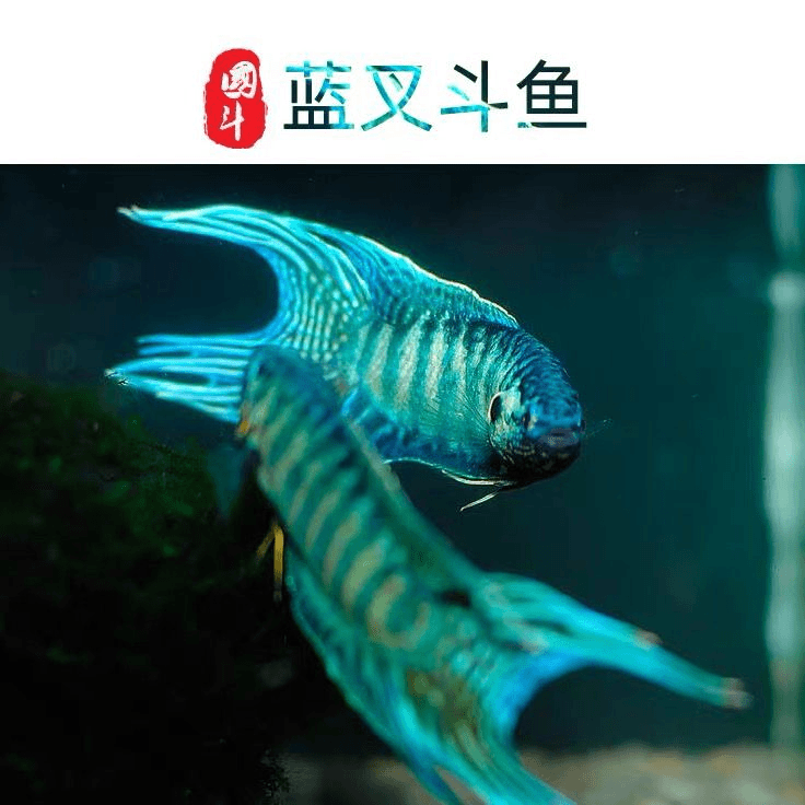 中国斗鱼蓝叉普叉人工改良蓝色小型淡水鱼活体观赏鱼冷水叉尾斗鱼