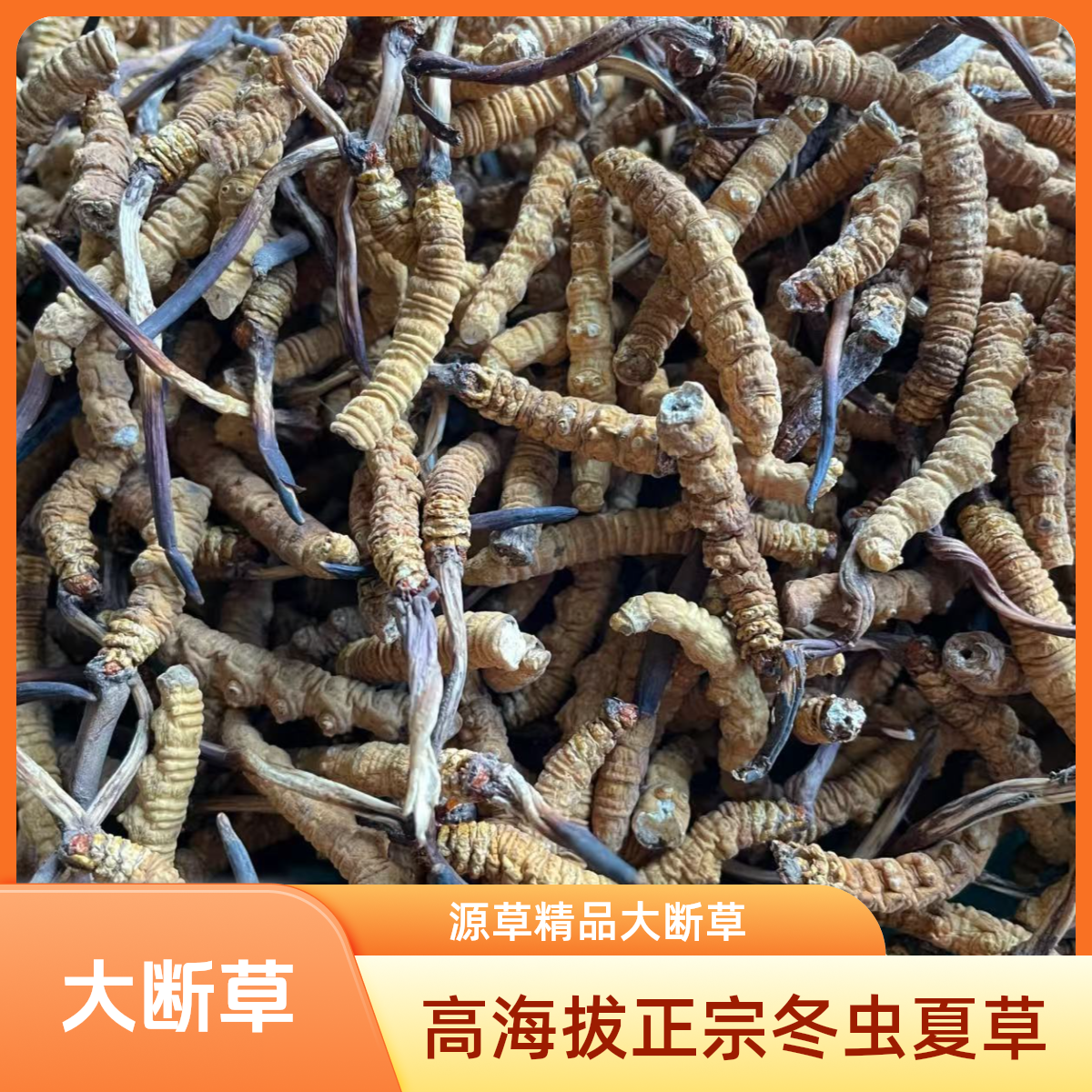 源草滋补专营店【大断草】那曲玉树官方直营店 高海拔正宗冬虫