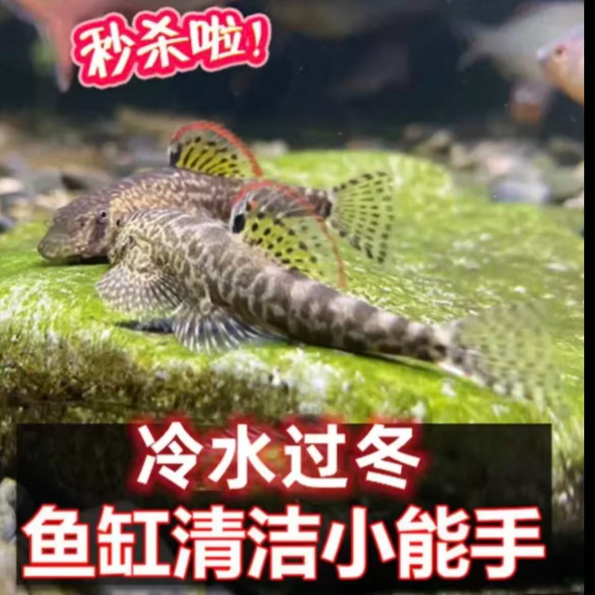 [小雯专属]爬岩鳅 冷水清洁工淡水工具鱼 擦玻璃 吃垃圾 清洁鱼缸