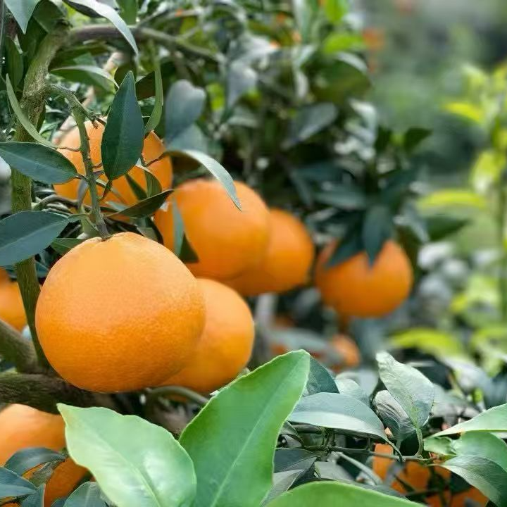 【苗苗专属】四川美味套袋爱媛果冻橙 新鲜现摘 坏果包赔 5斤/8斤装