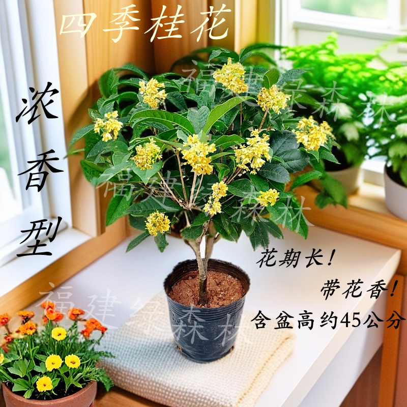 顺丰包邮四季桂花树苗开花浓香型阳台盆栽室内植物好养易活庭院