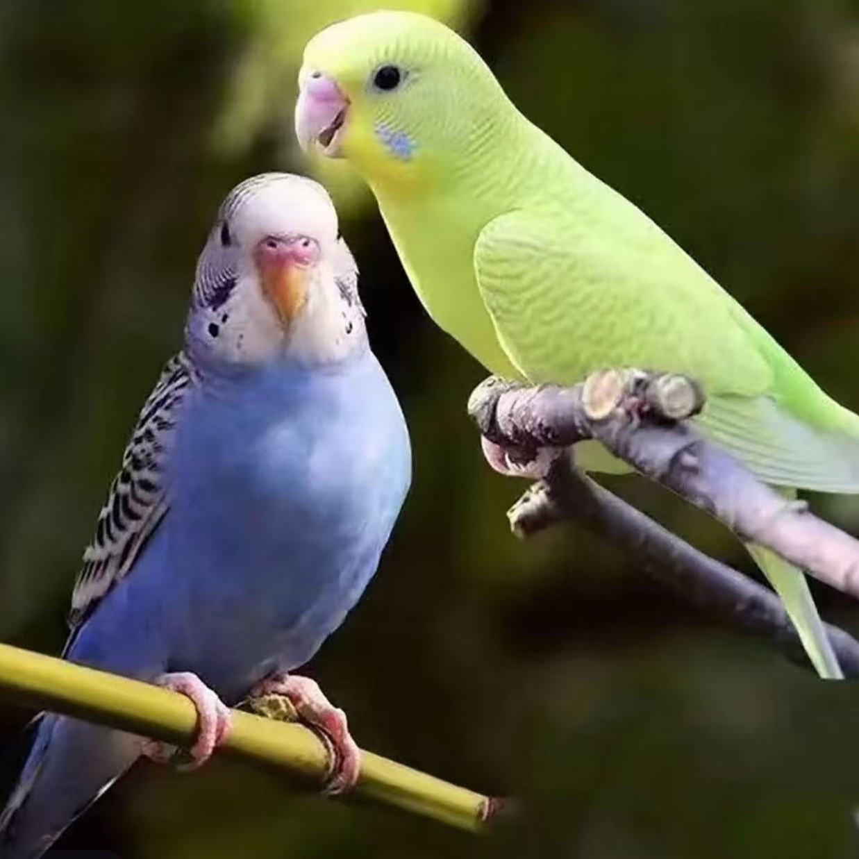 虎皮鹦鹉活体手养亲人可上手宠物鸟