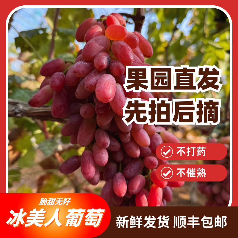 正宗冰美人葡萄 北方金优2号 现采现发 皮薄无籽 果园顺丰直发