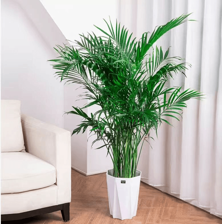 正宗富贵椰子树大型绿植室内客厅新房好养活散尾葵凤尾竹网红植物