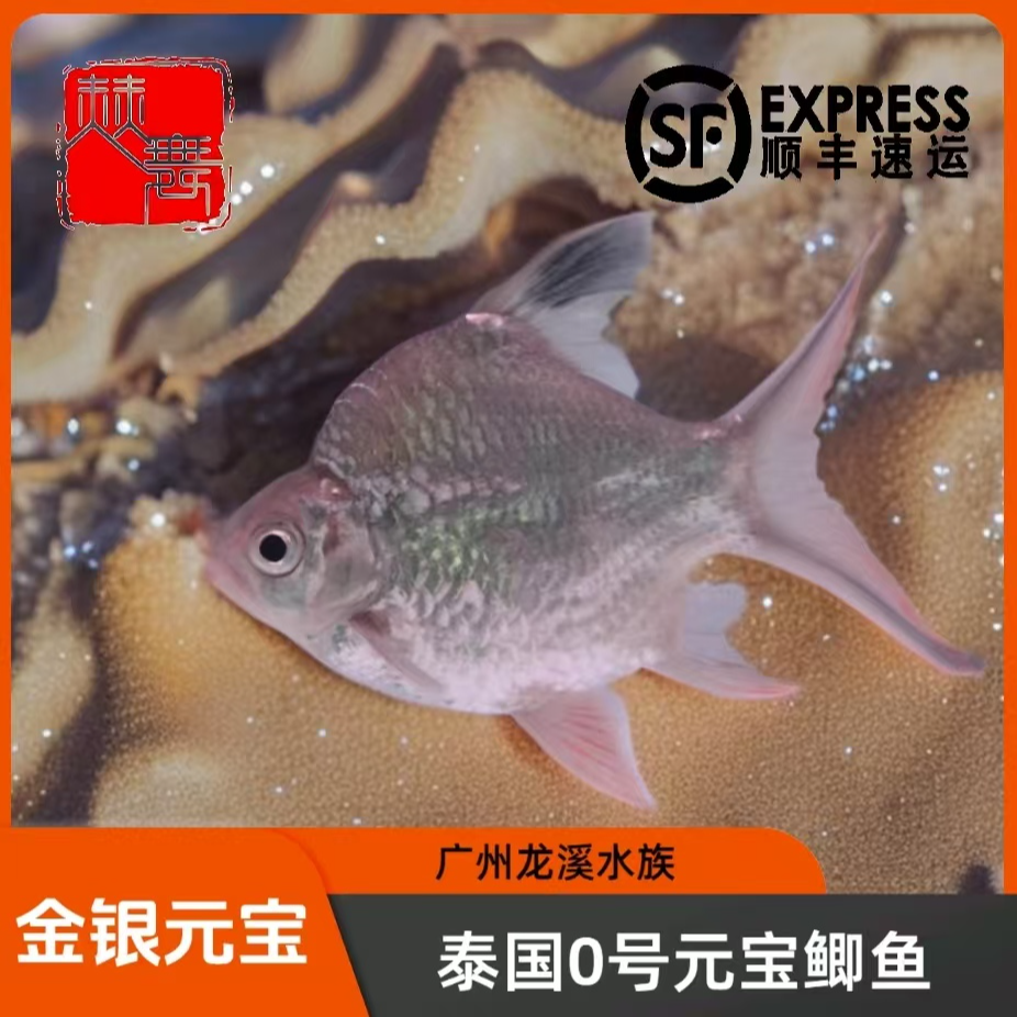 赫舞甄选  泰国元宝鲫0号鲫鱼清理鱼缸残渣龙虎魟中层配鱼泰国鲫