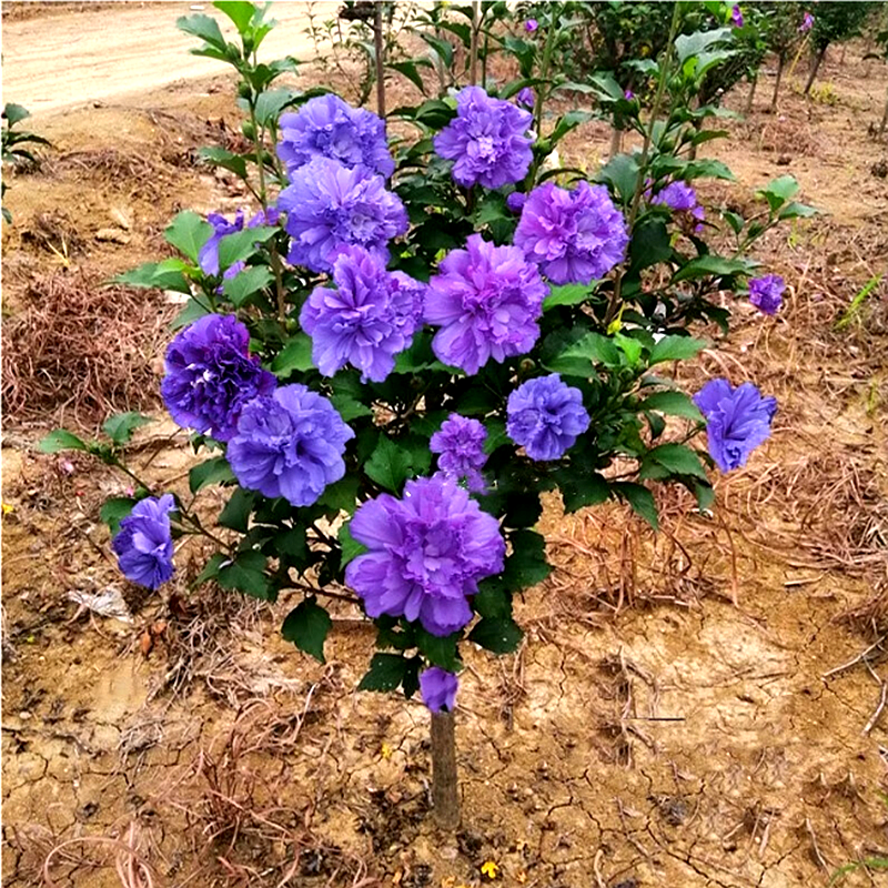 蓝莓冰沙重瓣木槿盆栽 蓝紫色木槿树苗 耐寒花卉庭院绿植多季开花