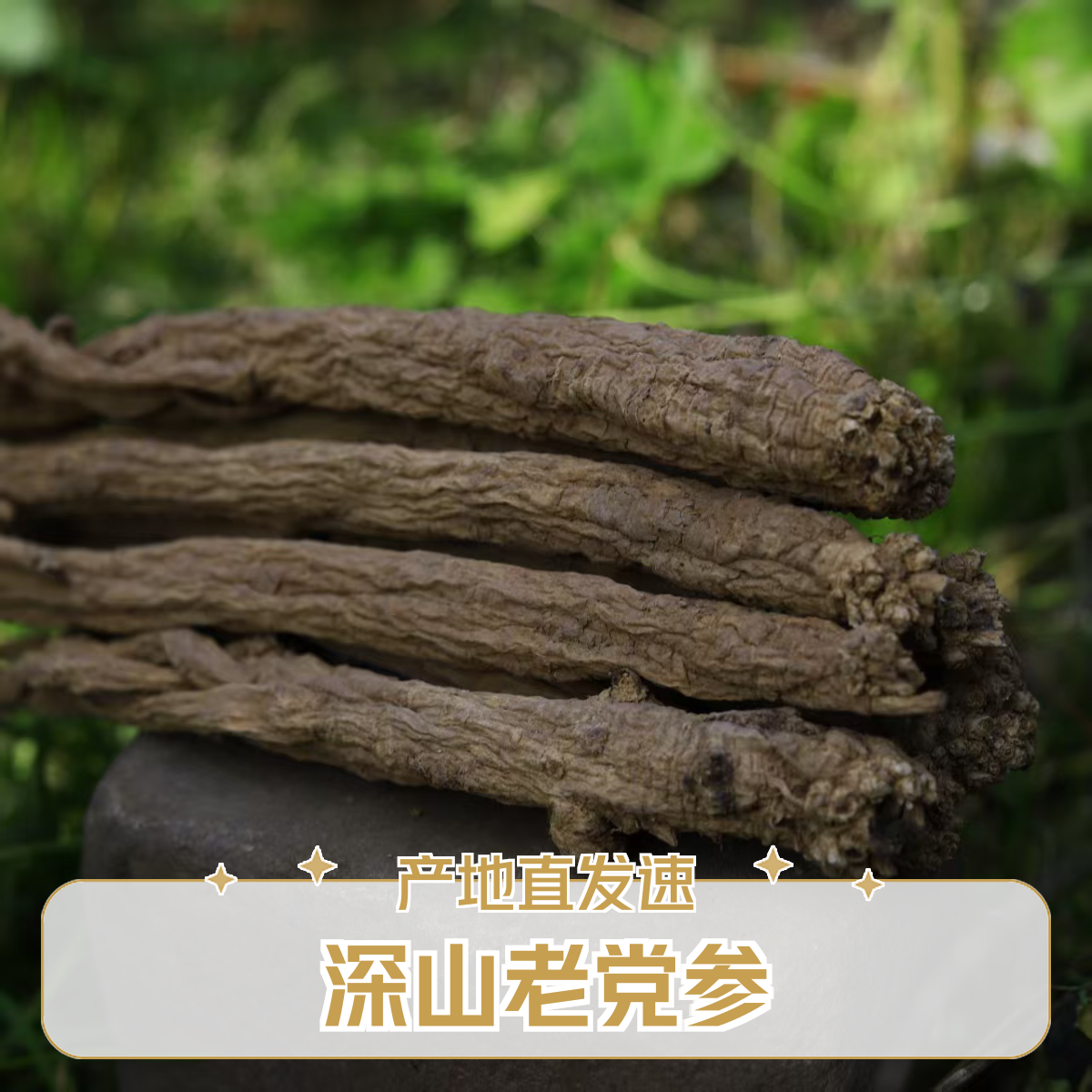 【深山老党参】甘肃岷县深山老党参泡水煲汤直发干货克泡酒产地