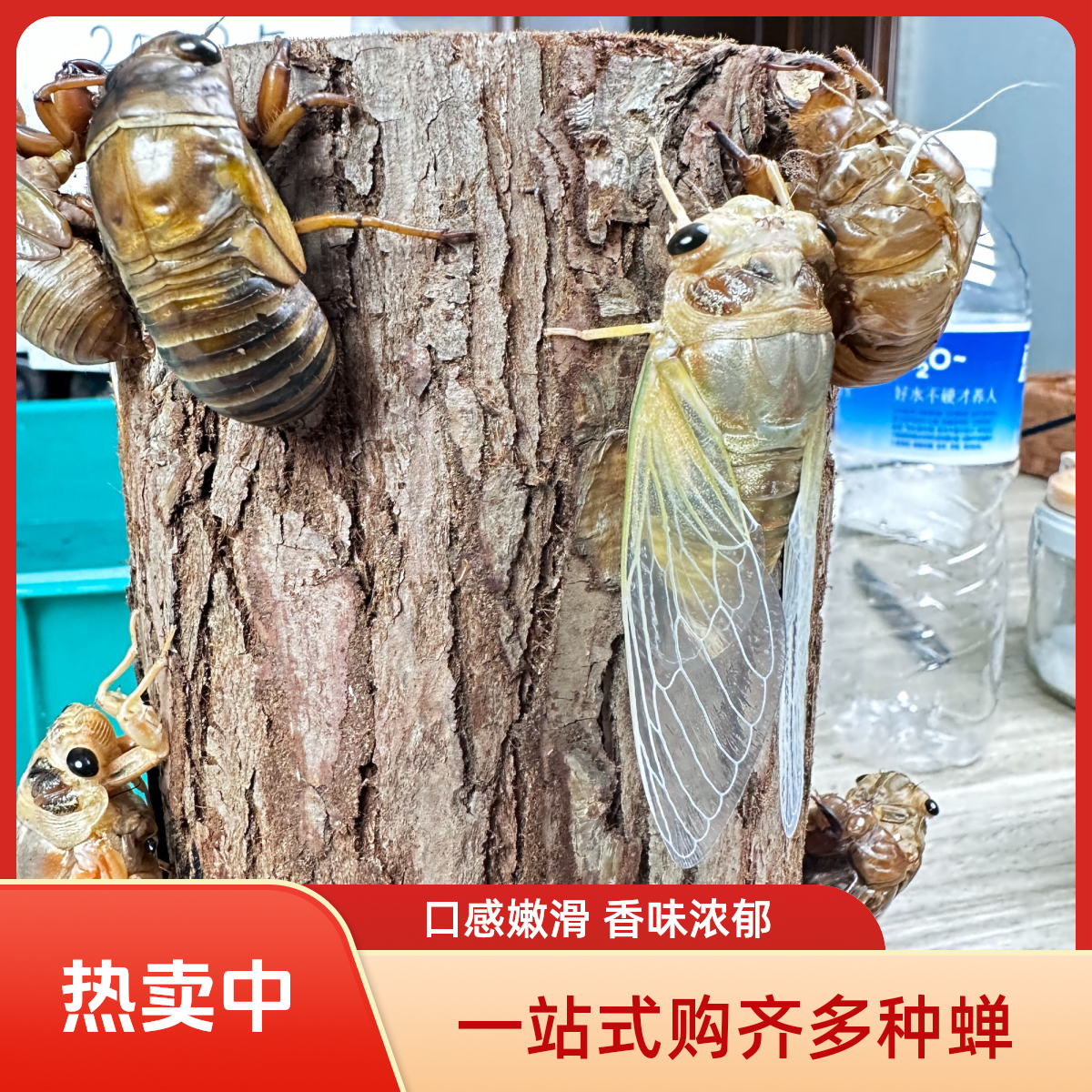 白蝉嫩知了蜕皮嫩节流瓶装100只200只可食用昆虫多种知了猴