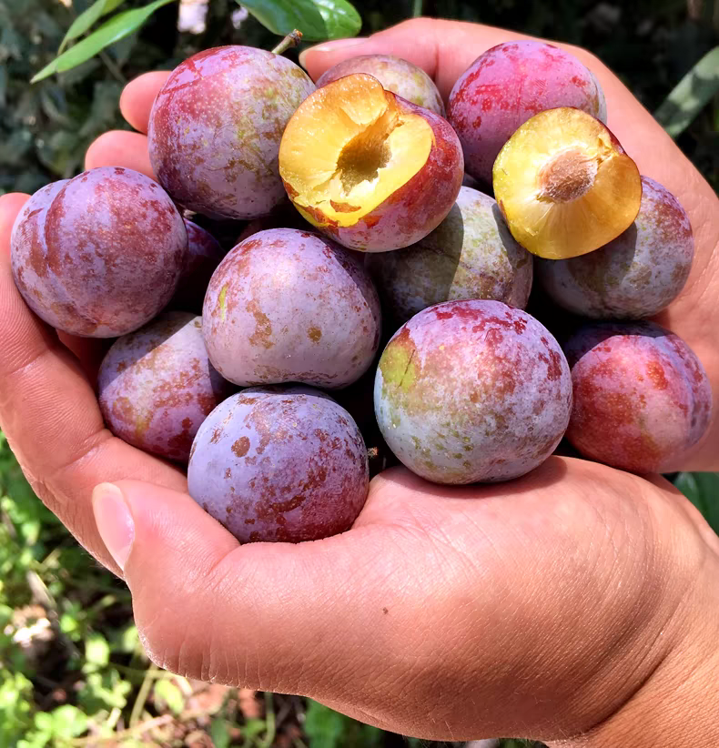 正宗四川脱骨李子鲜水果脆红李茵红李土李空心李子