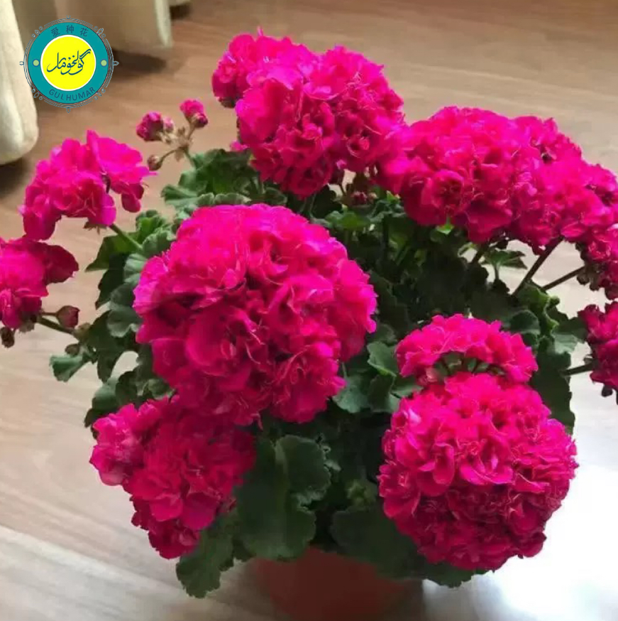 天竺葵进口10粒种子玫红色ئىمپورت قۇغۇنگۈل 10دانچە ئۇرۇق