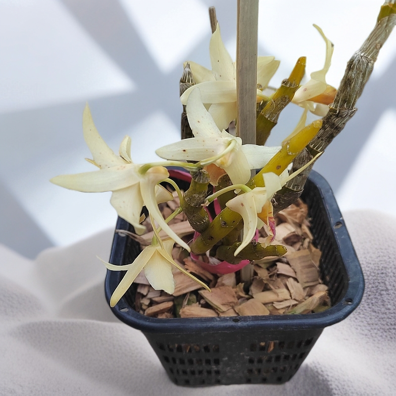 云南石斛花卉贝母石豆虎头兰兰花云南特色花卉有您喜欢的直播链接