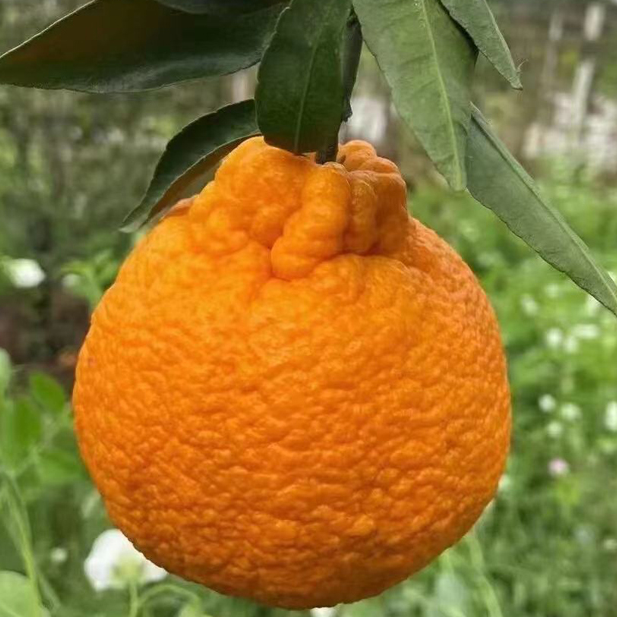 嫁接不知火丑橘树苗丑八怪柑橘树果苗南方北方种植丑桔苗