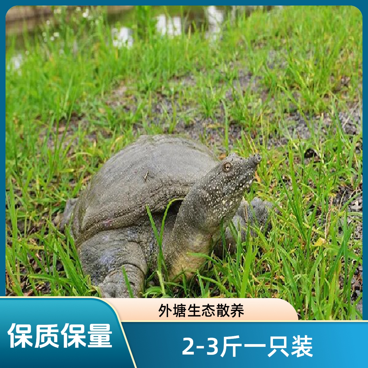 2斤多一只鲜活外塘散养生态公甲鱼足斤足两包鲜活包邮到家水鱼
