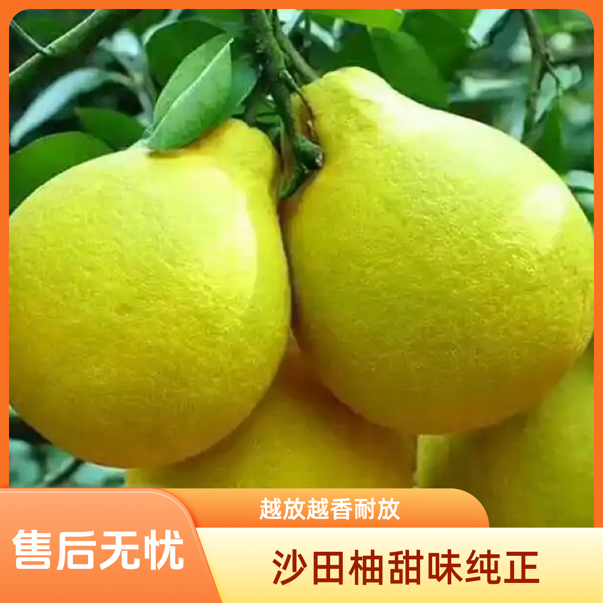 精品柚广东梅州高山沙田柚纯甜越放越香甜放半个月左右更好吃耐放