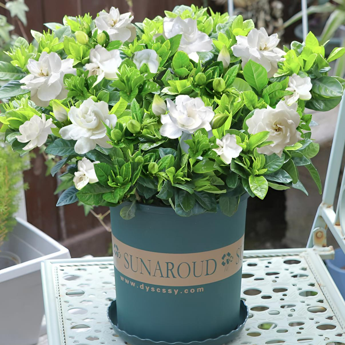 大叶栀子花盆栽幼苗花卉浓香型开花庭院阳台花卉绿植当前无花苞