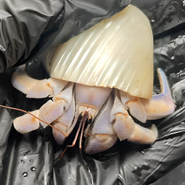 紫陆陆生寄居蟹直播间专属链接