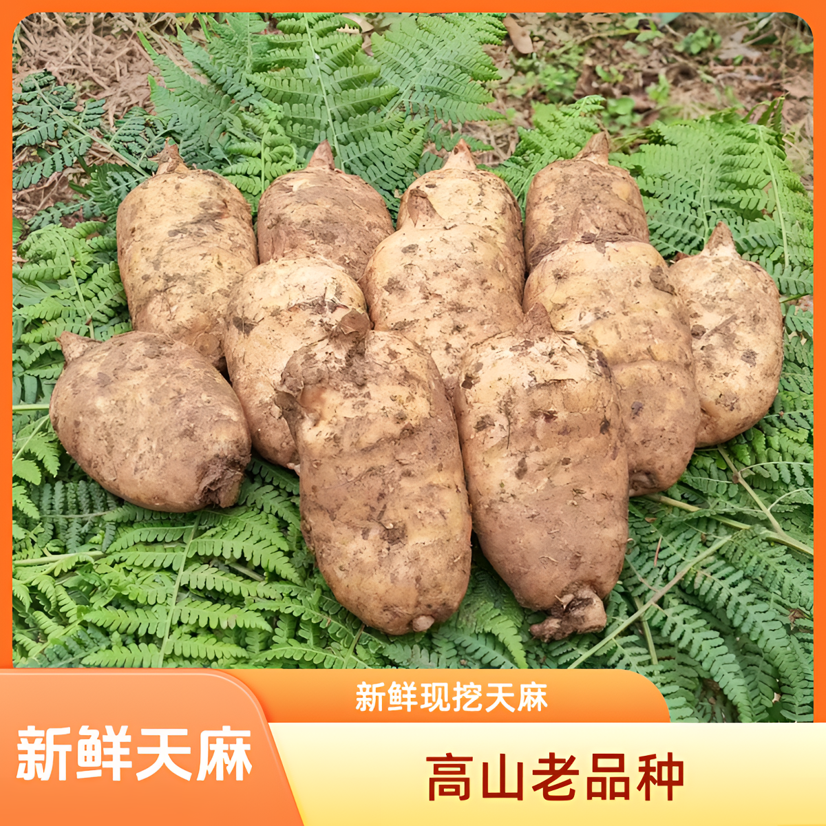 正宗天麻云南昭通小草坝麻农天麻新鲜天麻新鲜采挖新过节送礼天麻