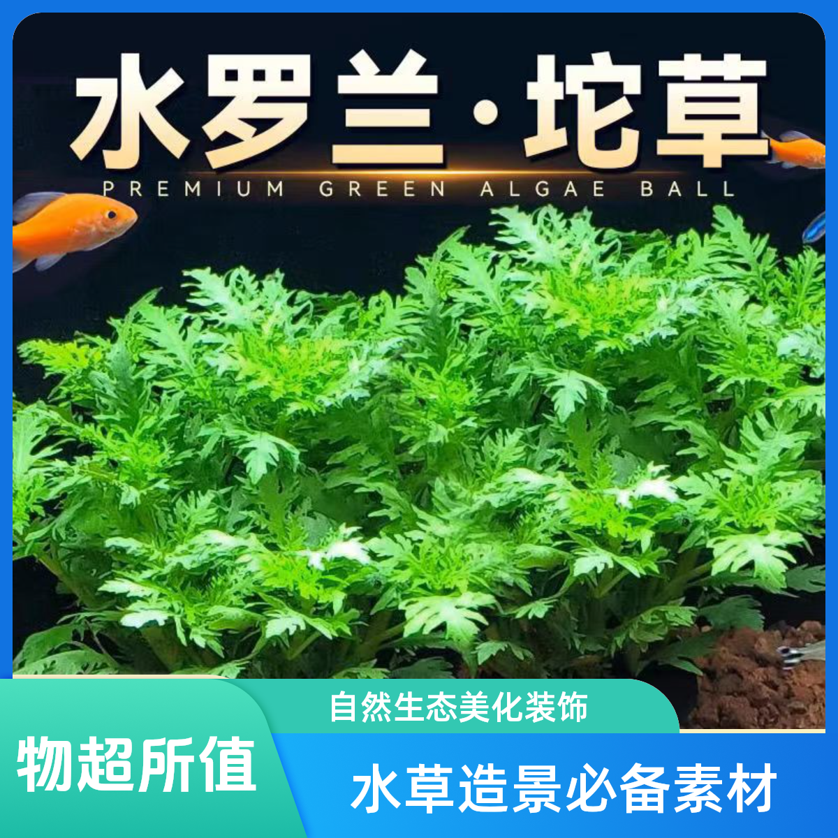 新手养鱼水草精品造景水罗兰净水水质阴性草易养易活鱼缸懒人水草
