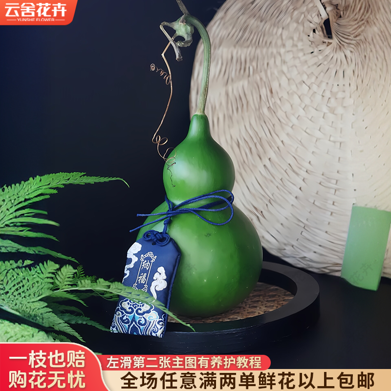 【云舍花卉】【翡翠葫芦】 全场任意满两单及以上鲜花包邮发货