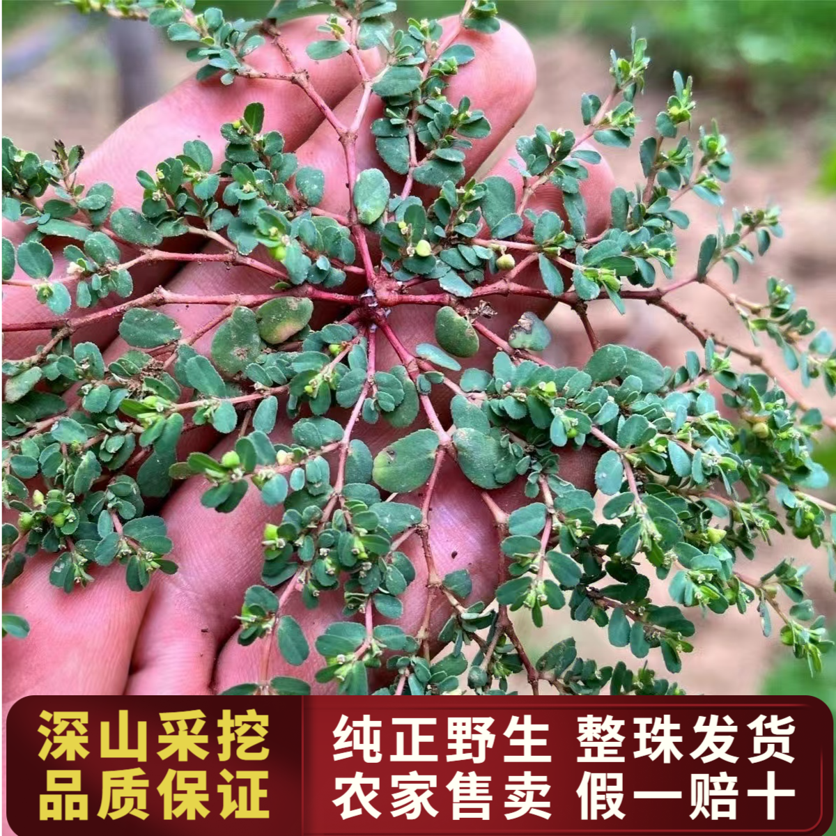 野生地锦草血见愁奶浆草红丝草铁线马齿笕铺地锦奶汁草卧蛋草