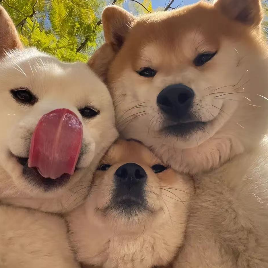 【军子宠物】狗狗活体专属一宠一拍