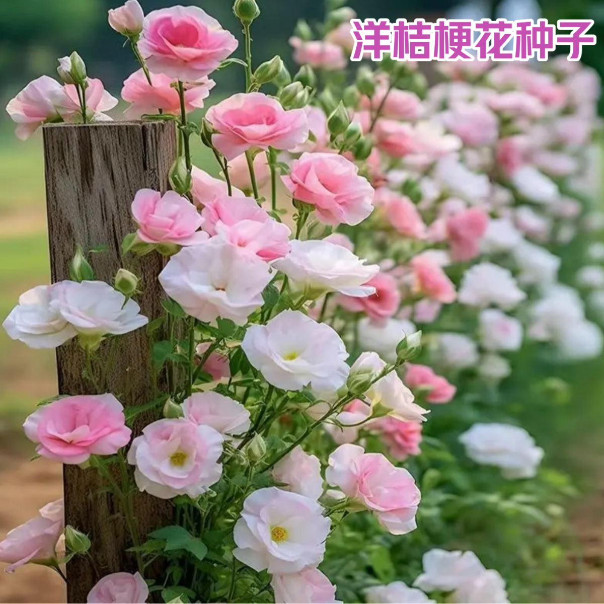 【洋桔梗花种子】桔梗花四季易种阳台庭院盆栽地栽南北方四季种植